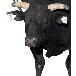 Big Black