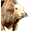 Brutus
